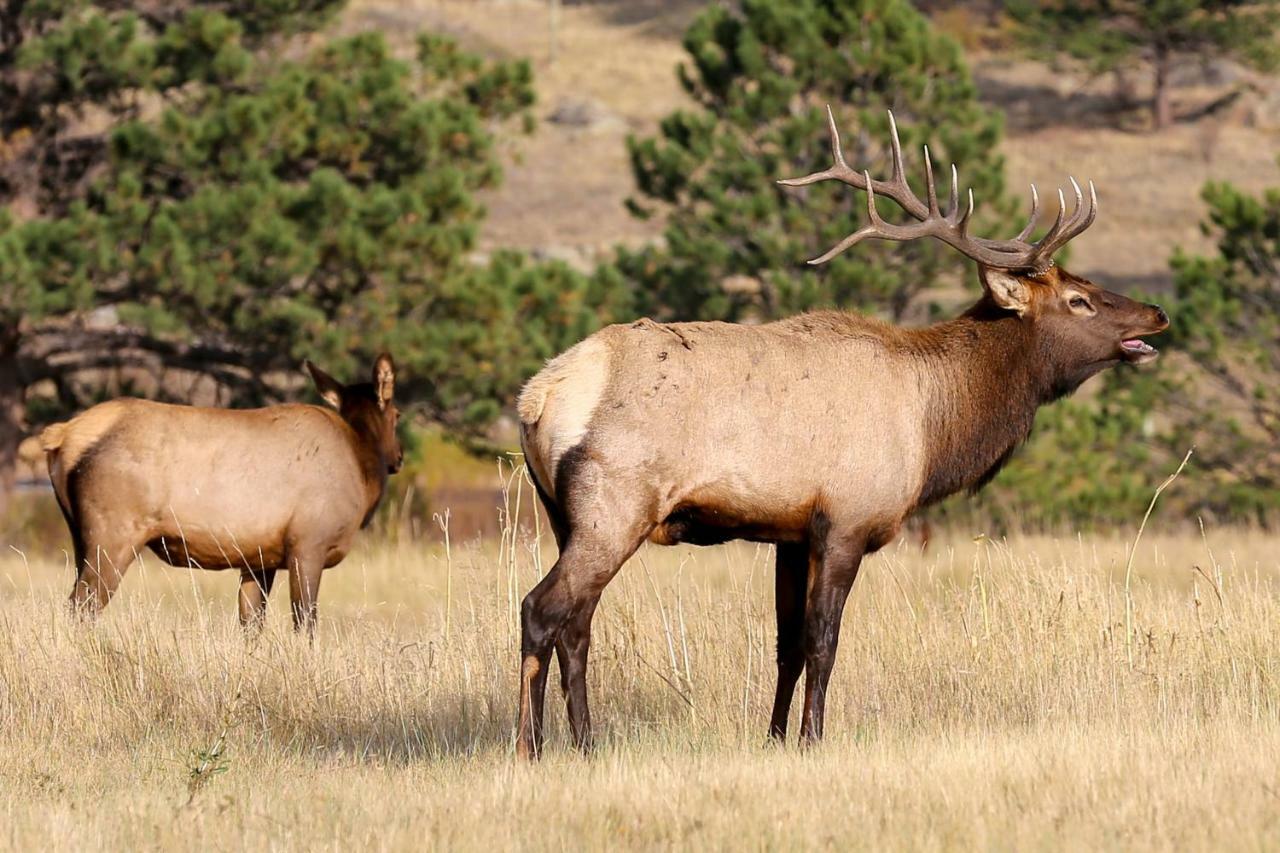 Villa Great Outdoors - Permit #3428 Estes Park Exterior foto